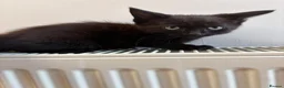 Mixed Breed cats for sale: 2 little kittens  - Advert 6