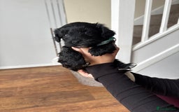 Mixed Breed dogs for sale: Beautiful havapoo’s READY TO GO 1 boy left - Advert 30