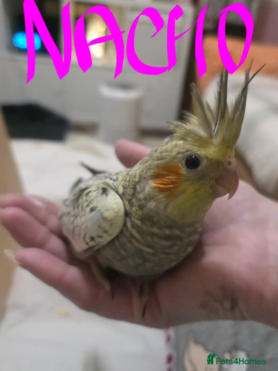 Cockatiels birds for sale: Baby cockatiels mixed  - Advert 5