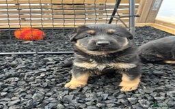 German Shepherd dogs for sale: Gorgeous Male German Shepherd Pup for Sale - Image 10