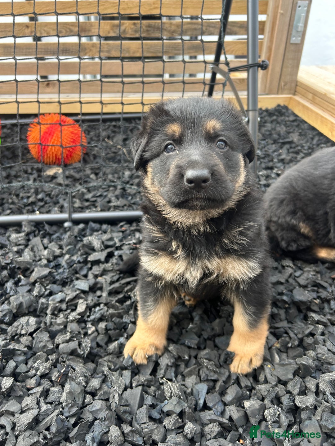 German Shepherd dogs for sale: Gorgeous Male German Shepherd Pup for Sale - Image 10