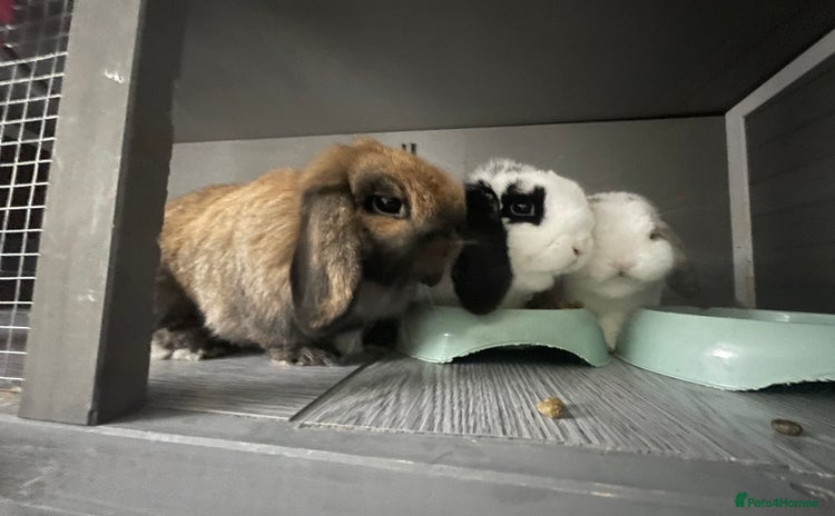 Mini Lop rabbits - Advert 2