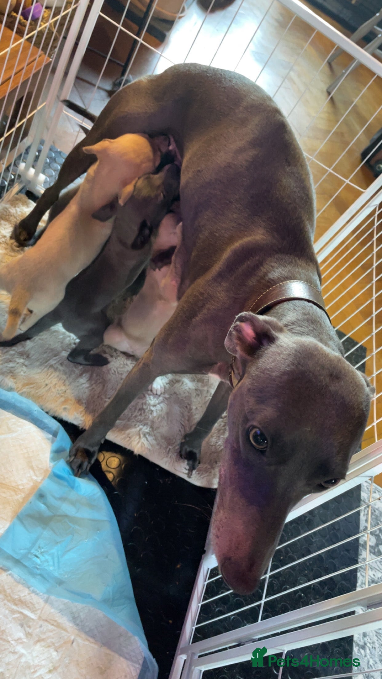 Whippet dogs Whippet pups  in Winsford - Advert 2