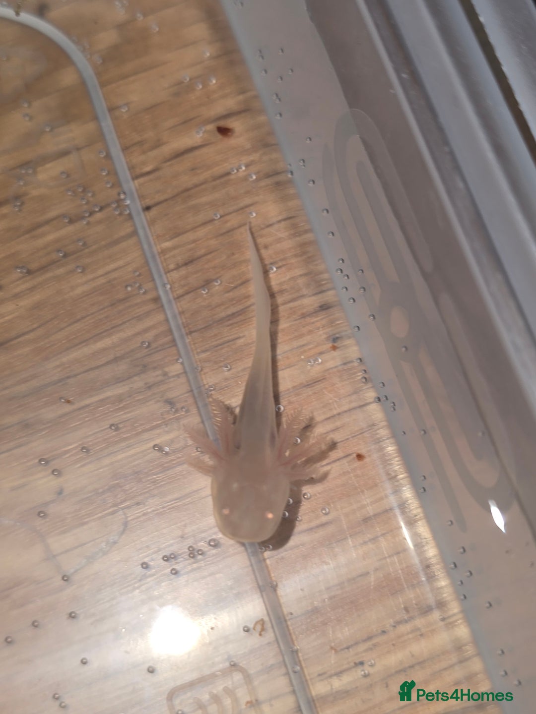 Other/Mixed Breed fish for sale: Baby axolotl  - Advert 2