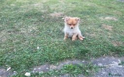 German Spitz dogs for sale: 4x Beautiful German Spitz Pomeranian Puppies  - Image 19