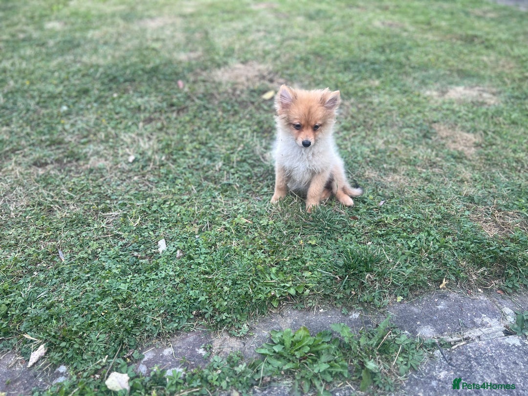 German Spitz dogs for sale: 4x Beautiful German Spitz Pomeranian Puppies  - Image 19