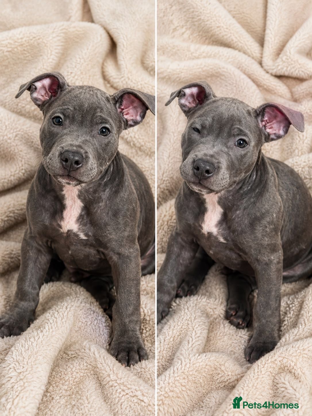 Staffordshire Bull Terrier dogs Staffordshire bull  - Advert 2