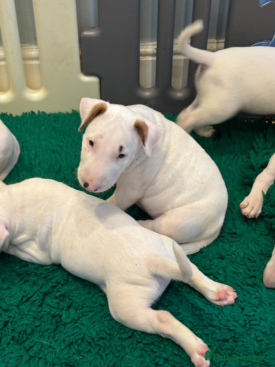 Bull Terrier dogs for sale: USA & UK Champion Bloodline English bull terriers  in Gateshead - Image 7