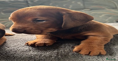 Dachshund dogs - Advert 16