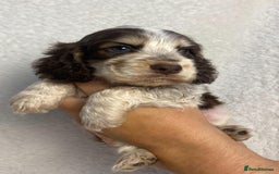Cocker Spaniel dogs for sale: Show type cocker spaniels  - Image 19