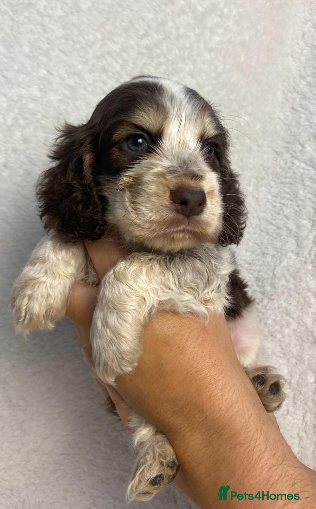 Cocker Spaniel dogs for sale: Show type cocker spaniels  - Image 19