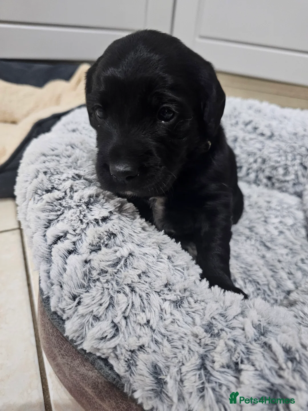 Cockerdor dogs for sale: The most loving Cockerdor/Spanador - Advert 5