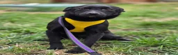 Mixed Breed dogs for adoption: ❤️🐶 INDY – DELICATE LIKE CRYSTAL, FULL OF LOVE in Burton-on-Trent - Advert 11