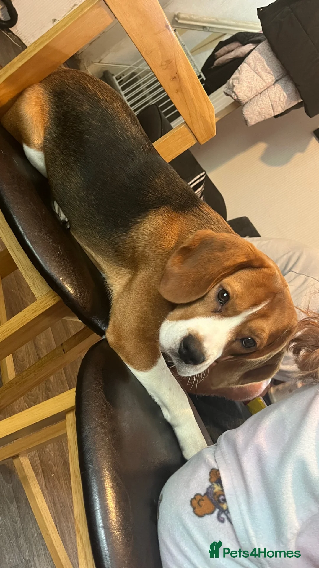 Beagle dogs for stud: Beagle dog available for stud  in Newport - Advert 3