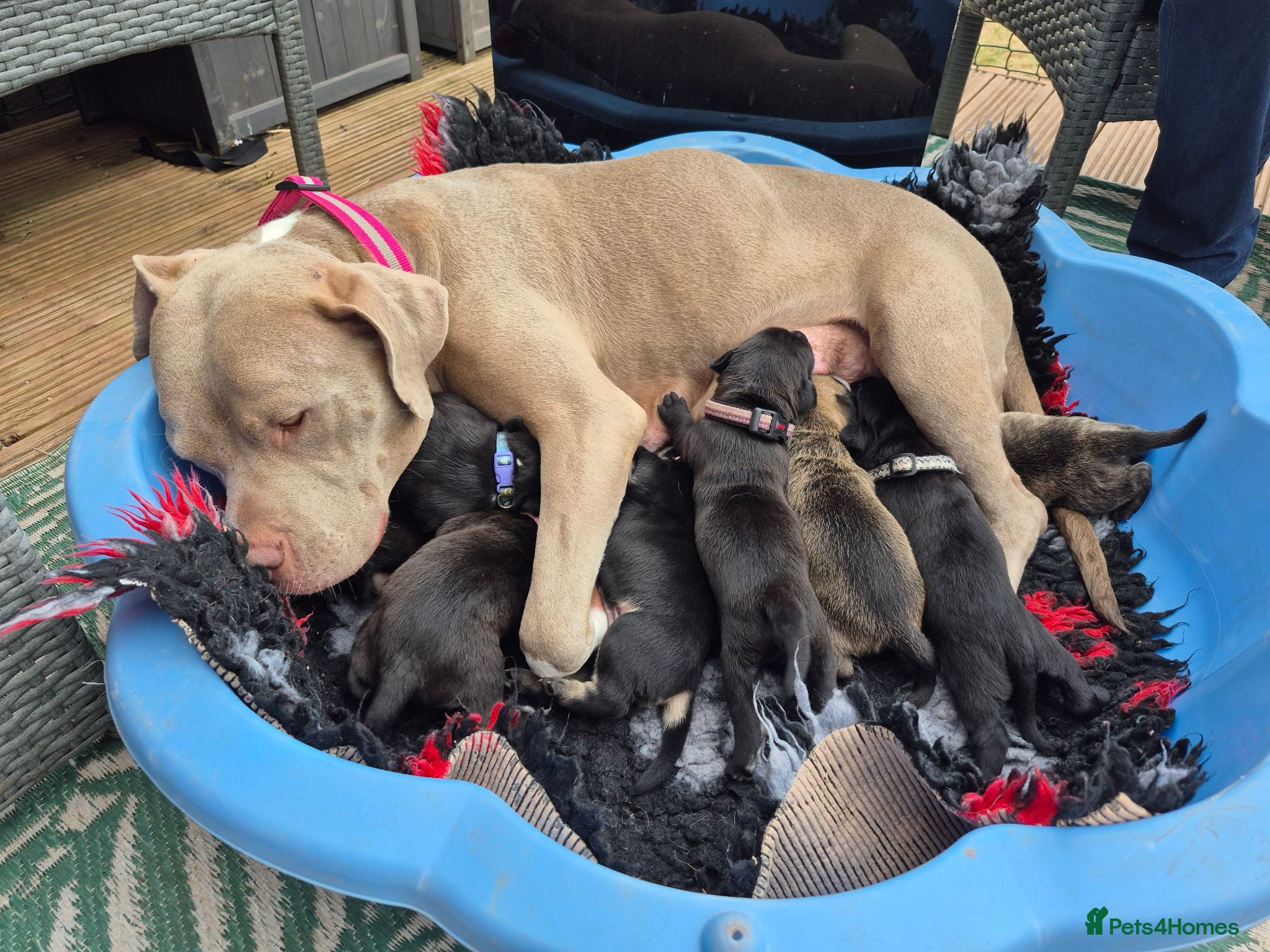 Mixed Breed dogs 5 beautiful pups - Advert 10