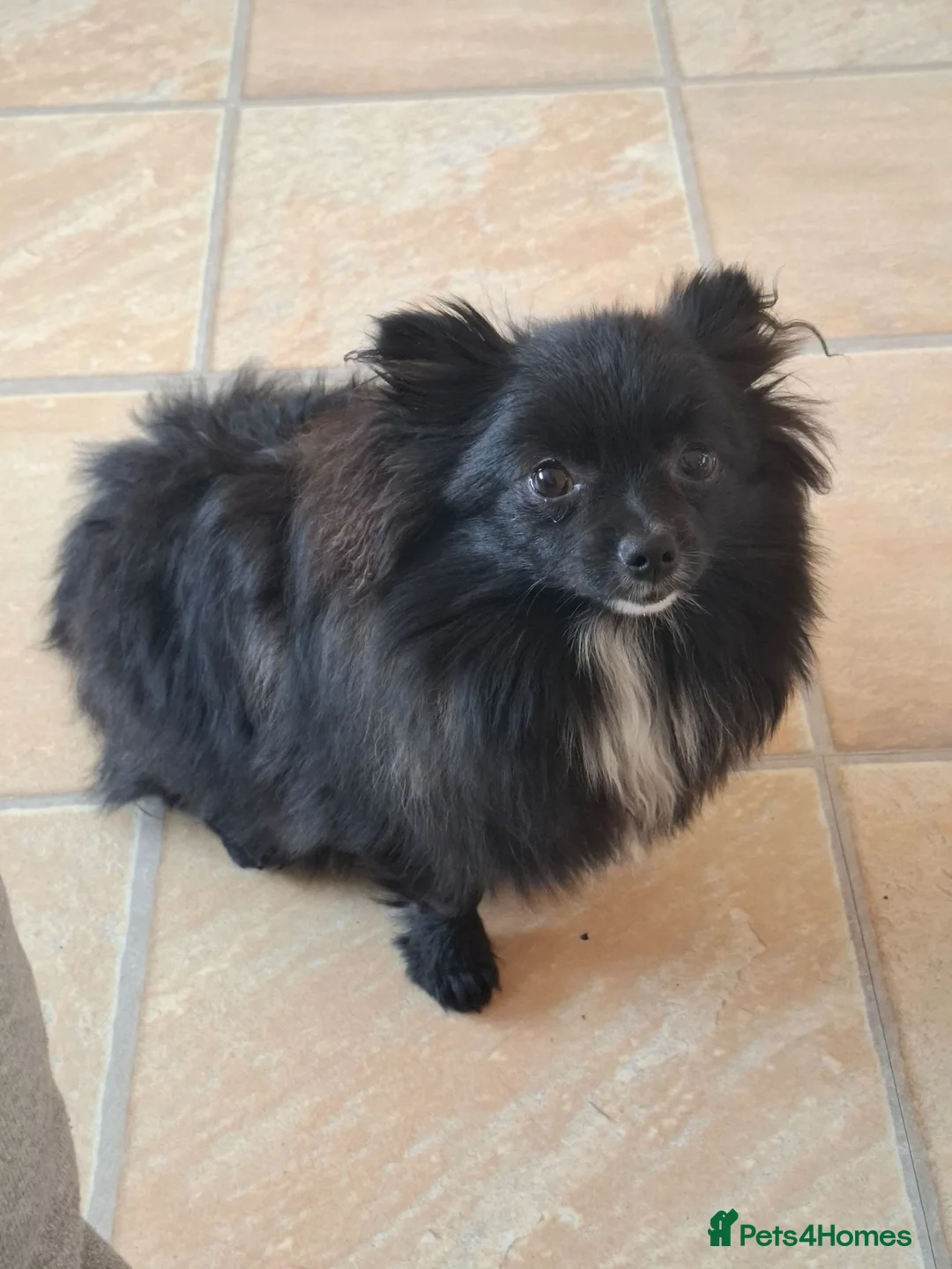 Pomeranian dogs for sale: Pomeranian girl  - Advert 2