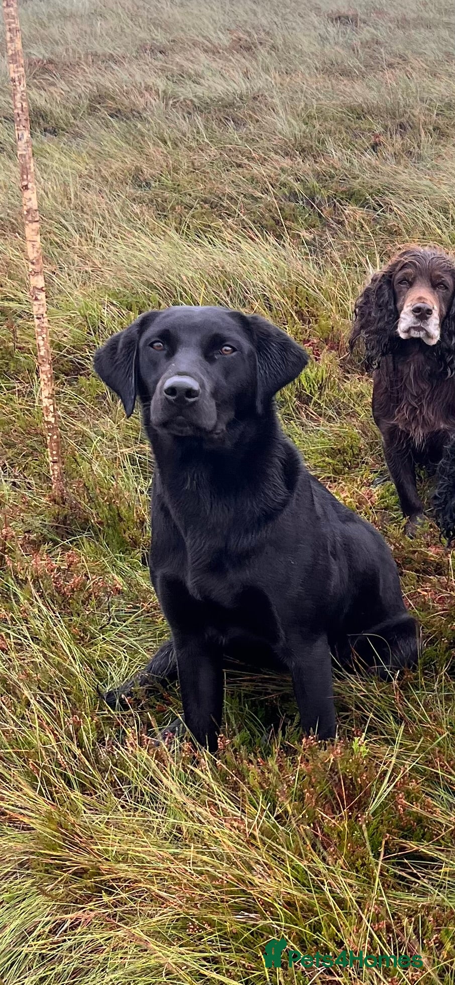 Labrador Retriever dogs 2 chocolate boys  - Advert 1
