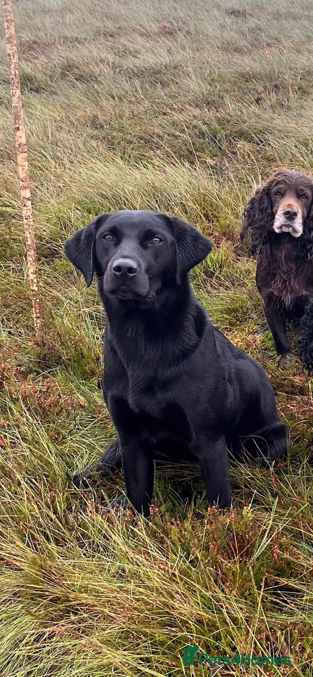Labrador Retriever dogs for sale: 2 chocolate boys  - Advert 1