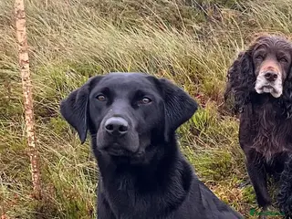 Labrador Retriever dogs 2 chocolate boys - Advert 1