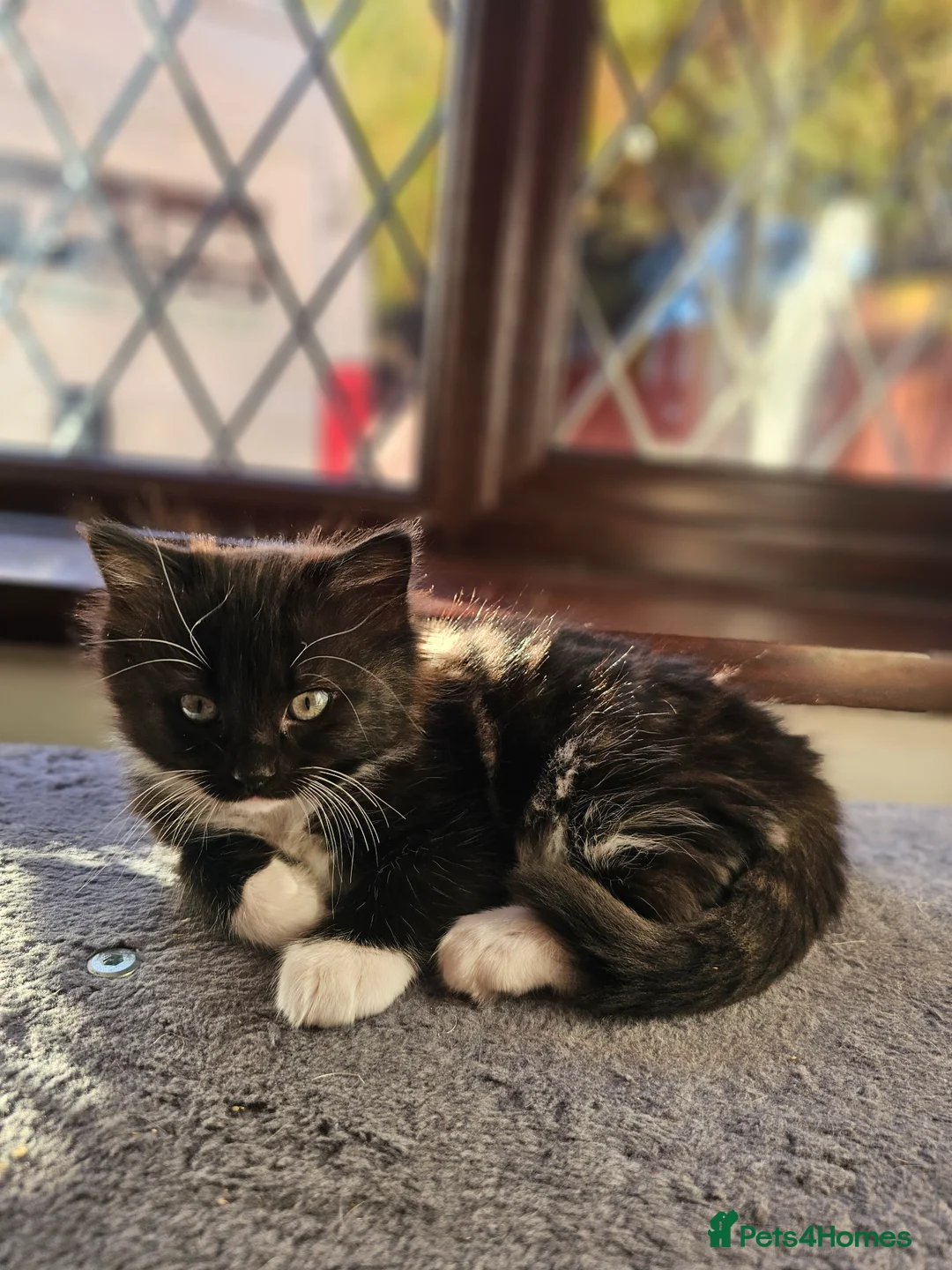 Ragdoll cats for sale: Beautiful kitten girle - Advert 1