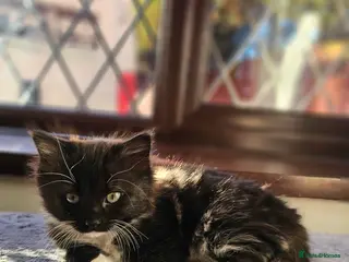 Ragdoll cats Beautiful kitten girle - Advert 1