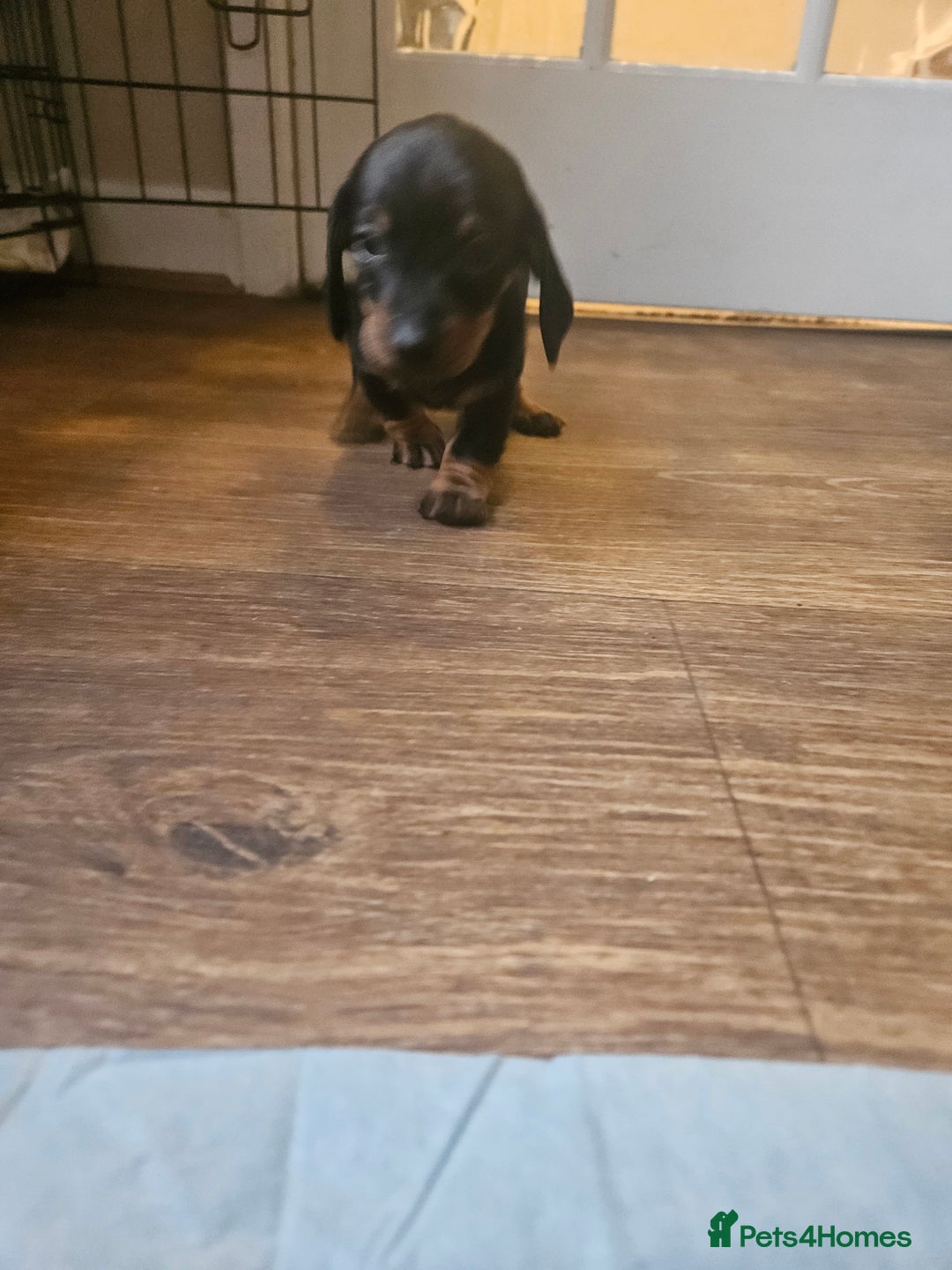 Miniature Dachshund dogs for sale: Miniature dachshund male puppies - Advert 15