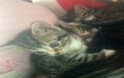 Mixed Breed cats for sale: Kittens for sale  - Image 6