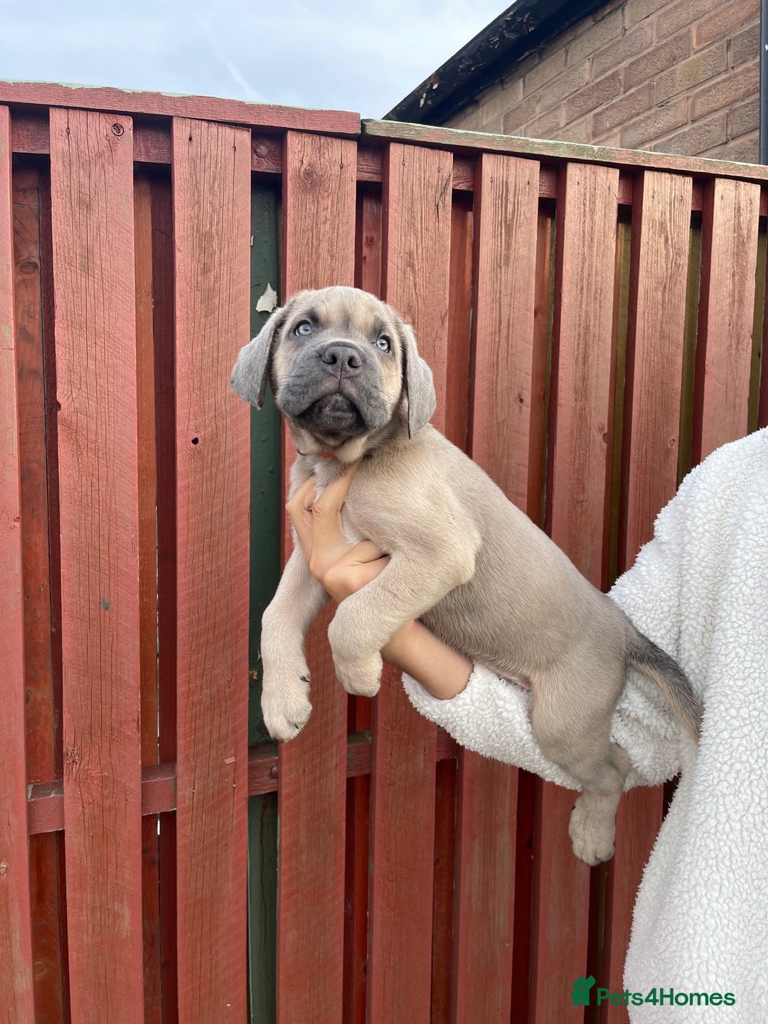 Cane Corso dogs for sale: cane corso pups - Image 21