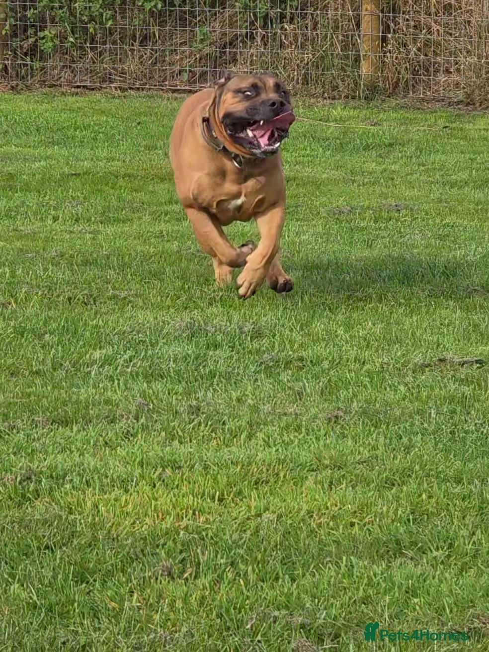 Boerboel dogs Boerboel x for stud - Advert 2