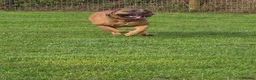 Boerboel dogs for stud: Boerboel  ** tiff for stud in Accrington - Advert 7