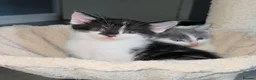 Oriental cats for sale: MAINE COON x ORIENTAL SHORTHAIR - Advert 9