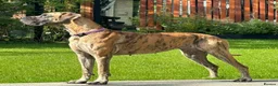 Great Dane dogs for sale: Only 1 girl left - Stunning Brindle Great Dane pup - Advert 26