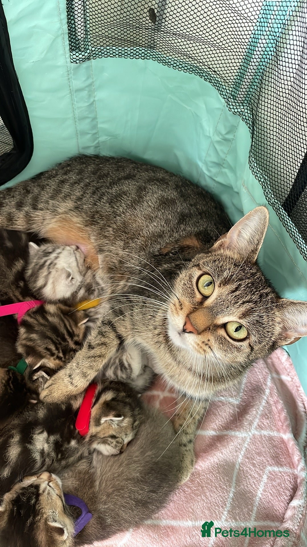 Mixed Breed cats 3 Scottish fold and bengal bread kittens  - Advert 3
