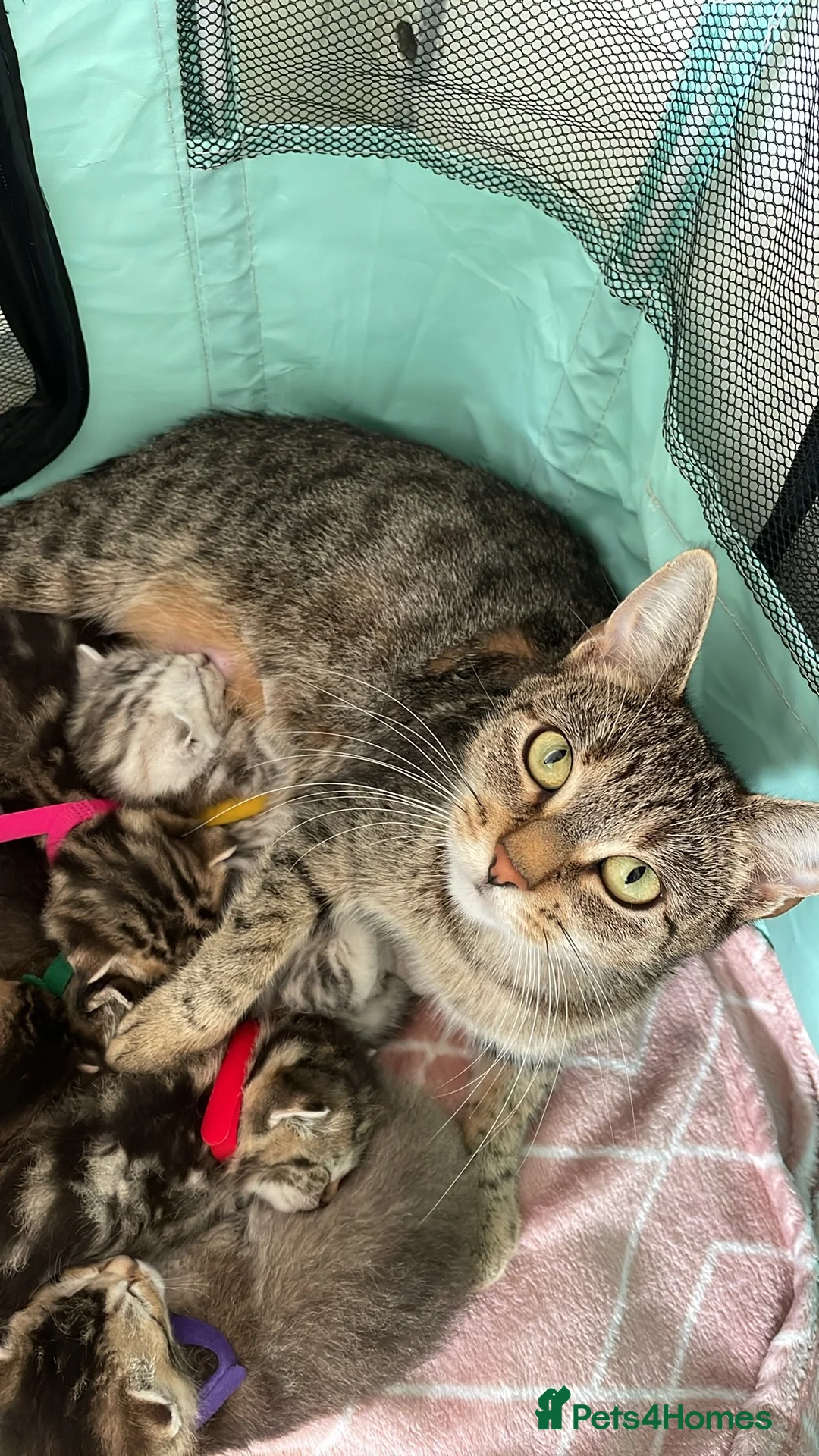 Mixed Breed cats for sale: 3 Scottish fold and bengal bread kittens  - Advert 1
