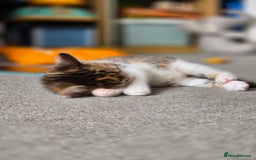 Domestic Shorthair cats for sale: Beautiful Girl Kitten ready to leave - Image 5