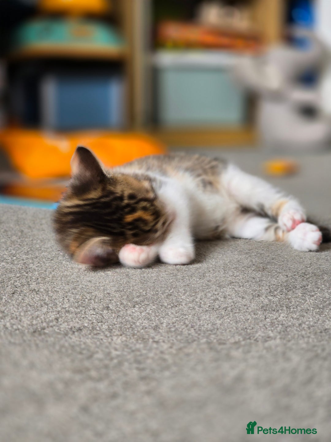 Domestic Shorthair cats for sale: Beautiful Girl Kitten ready to leave - Image 5