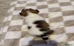 Jack Russell dogs for sale: Tri short legged jack Russell puppies - Image 11