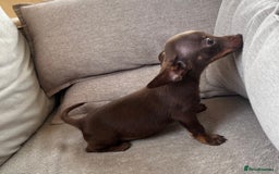 Mixed Breed dogs for sale: Adorable Dachshund x Pomchi Puppies - Image 24