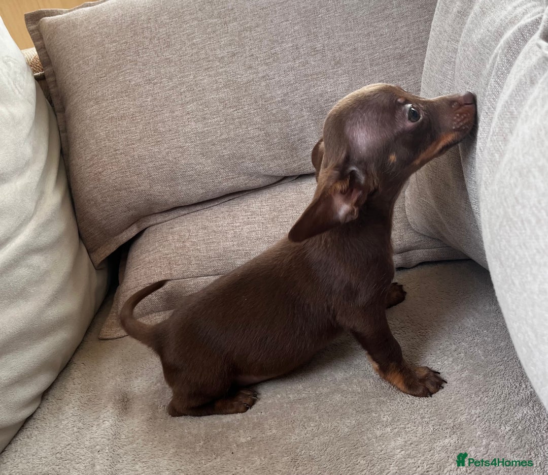 Mixed Breed dogs for sale: Adorable Dachshund x Pomchi Puppies - Image 24