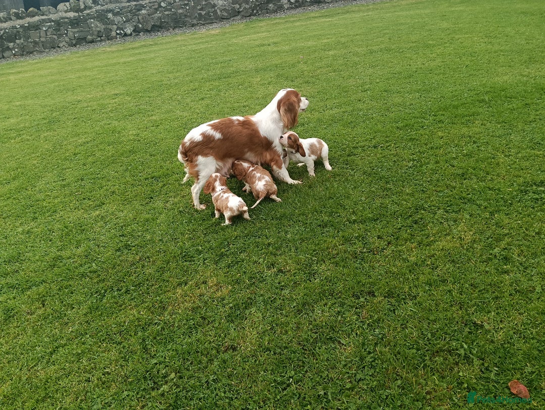 Cavalier King Charles Spaniel dogs for sale: Gorgeous litter of Cavalier King Charles Spaniels - Image 8
