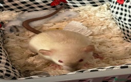 Rat rodents for sale: 3 adorable male Dumbo Rats - Image 10