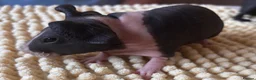 Guinea Pig rodents for sale: Gorgeous Skinny Pig Boars - Advert 6