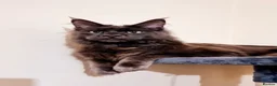 Maine Coon cats for stud: Maine Coon Stud - Advert 1