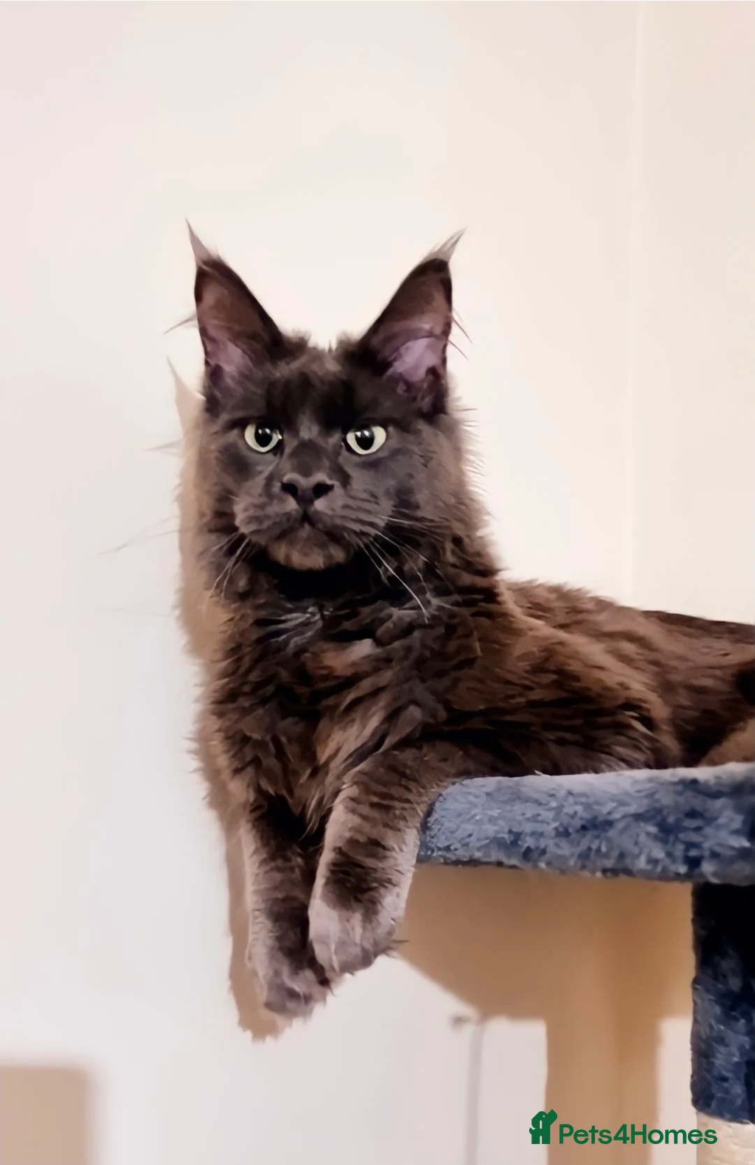 Maine Coon cats for stud: Maine Coon Stud - Advert 1