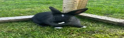 Mixed Breed rabbits for sale: 3 Beautiful Rabbits  in Doncaster - Advert 2