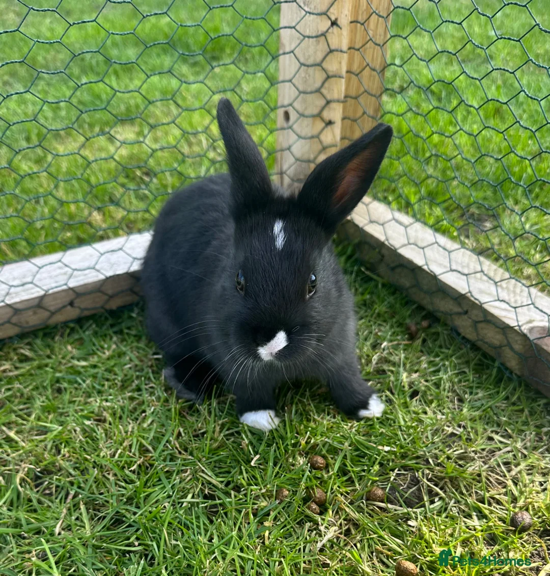 Mixed Breed rabbits for sale: 3 Beautiful Rabbits  in Doncaster - Advert 2