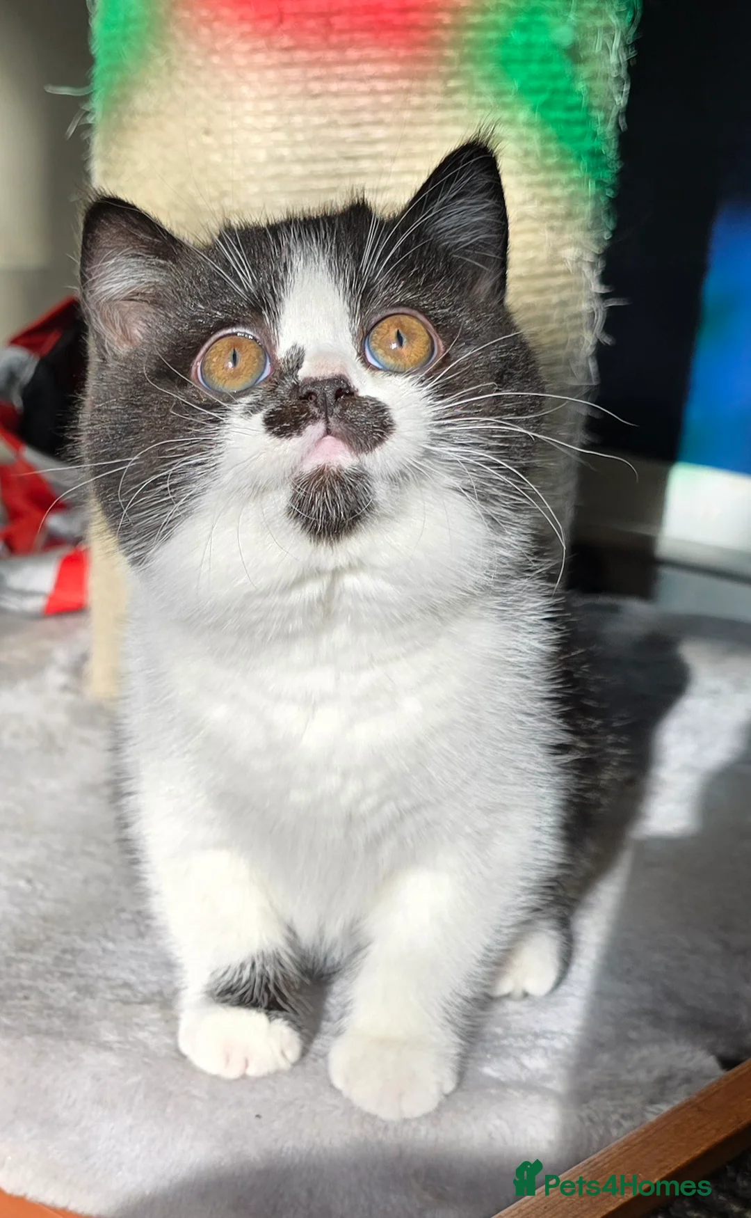 British Shorthair cats for sale: Beautiful British Shorthair girl 🎀 - Advert 6