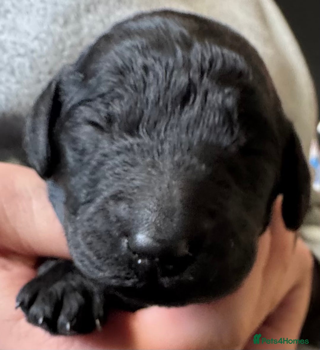 Standard Poodle dogs for sale: Wonderful standard poodle pup’s - Advert 3