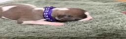 Whippet dogs for sale: litter of 8 pups 5x boys 3x bitches  - Advert 19
