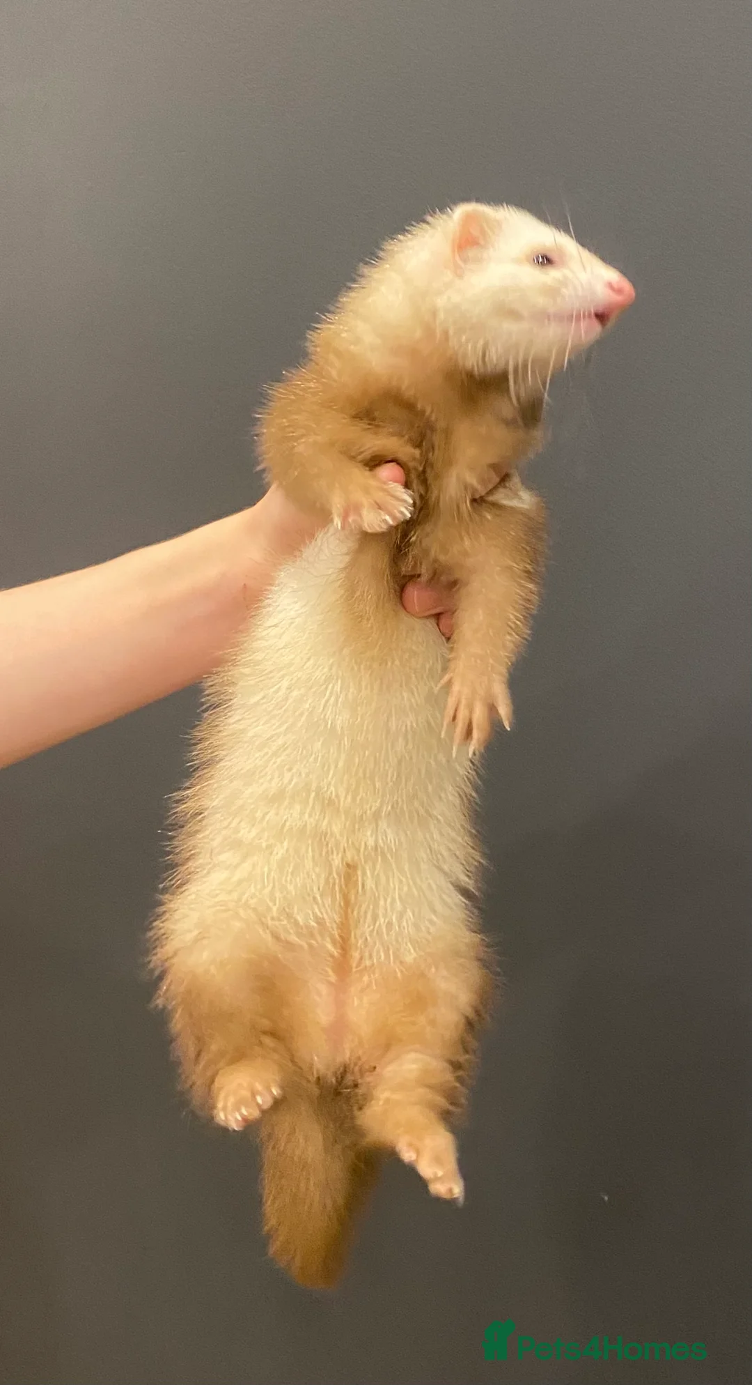 Ferret rodents for sale: Ferret with large home  in Richmond - Advert 3